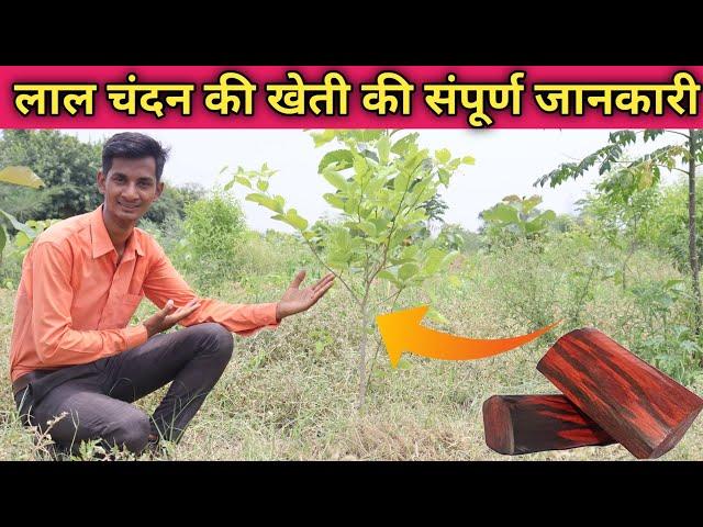 लाल चन्दन की खेती की पूरी जानकारी || lal chandan ki kheti / How to Do Sandalwood farming Red Chandan