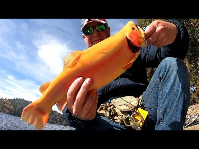 Mini Jigs Vs Bait For Trout