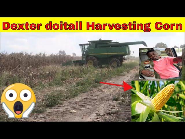 Dexter doitall Harvesting Corn In Louisiana