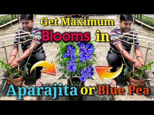 Apply this Trick to get Maximum Blooms in Aparajita or Blue pea or Butterfly pea 