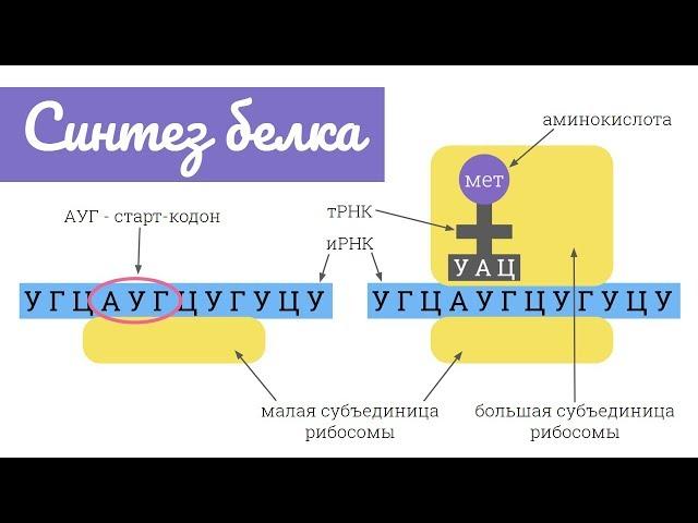 Синтез белка: трансляция | самое простое объяснение