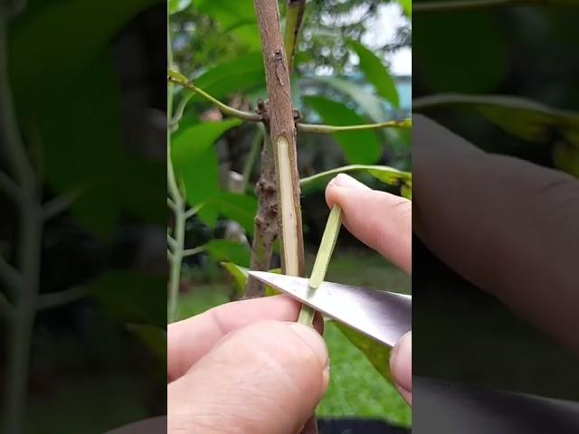 AMAZING GRAFTING TECHNIQUE