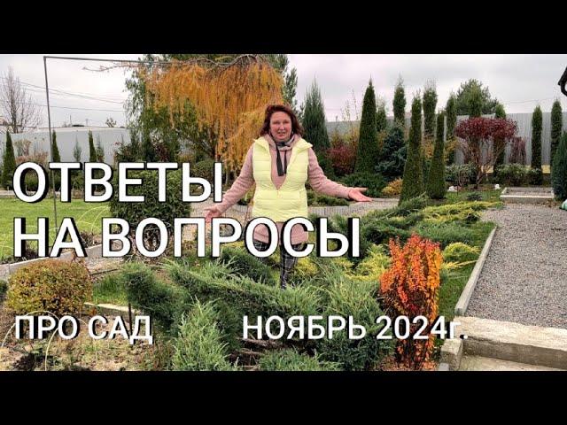 ОТВЕТЫ НА ВОПРОСЫ ПРО САД Ноябрь 2024г. Про розы, о моих собаках, тую Пирамидалис, лиственницу...