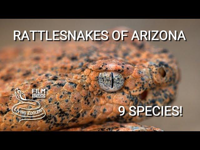 Rattlesnakes of Arizona - 9 species of venomous pit vipers from Sonoran desert