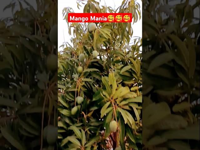 April 9, 2025 #mango #summer