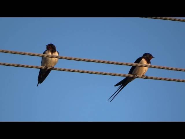 Barn swallows // Hirundo rustica