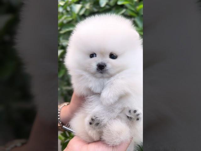 [VELY DOG] Teddy White Pomeranian Female "Boo" #pomeranian #pomeranianpuppy #whitepomeranian