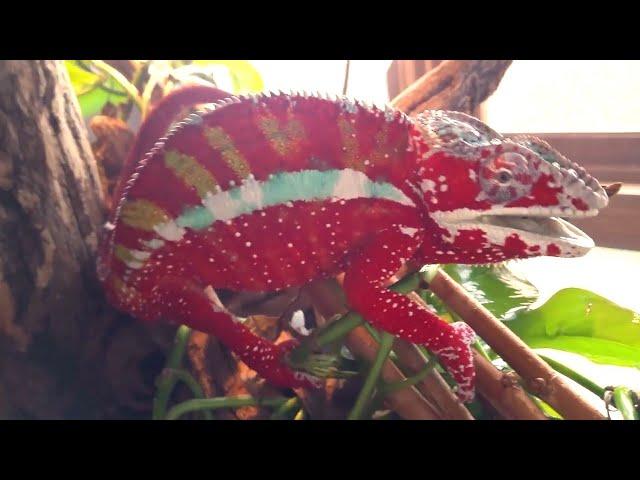 50 Shades of Chameleon