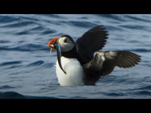 Puffin Hunts Fish To Feed Puffling | Blue Planet II | BBC Earth