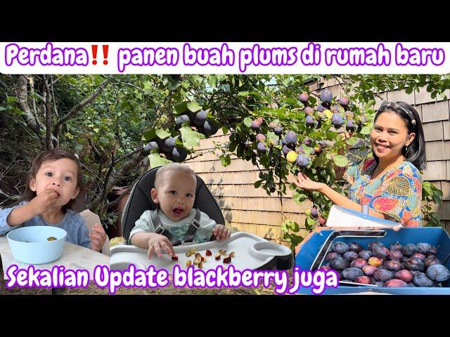 PERDANA‼️ PANEN BUAH PLUMS DI RUMAH BARU || SEKALIAN UPDATE BLACKBERRY JUGA