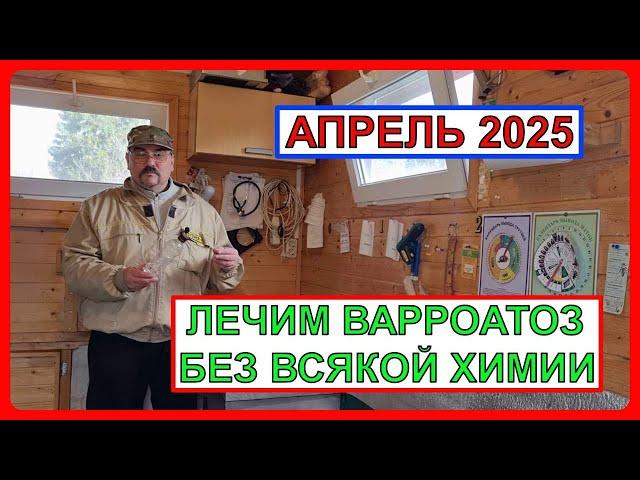  Лечение варроатоза пчел в апреле 2025. Без всякой химии 
