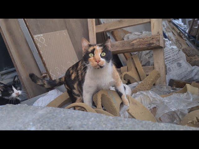 Mother cat asking me for help to save her baby stuck in the car wheel.