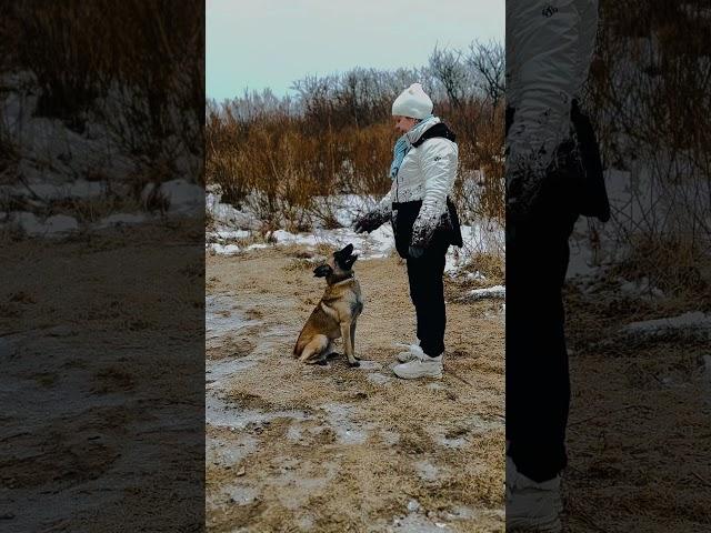 Подзыв собак, важный навык для безопасной прогулки! #dogtraining #doglife #собака #malinoislife