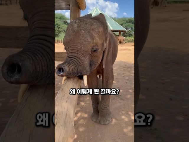 세상에서 가장 짧은 코를 가진 코끼리, 로우의 기적 같은 이야기 #감동스토리 #동물감성 #구조이야기