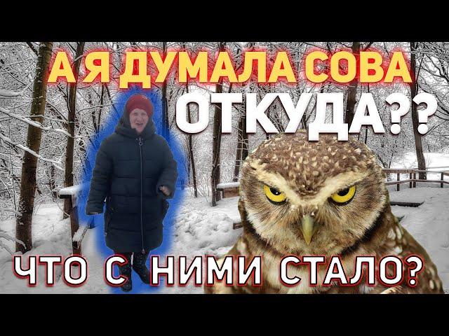 А я думала сова - ОТКУДА Мем? Кем была героиня мема?