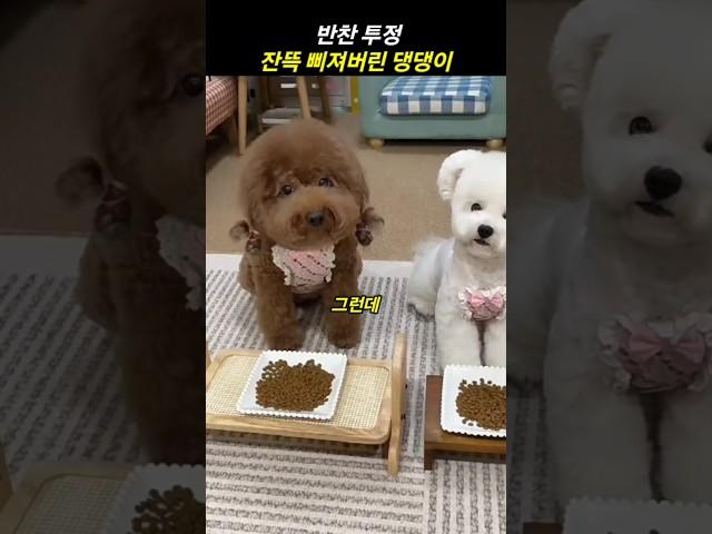 반찬 투정 잔뜩 삐져버린 댕댕이