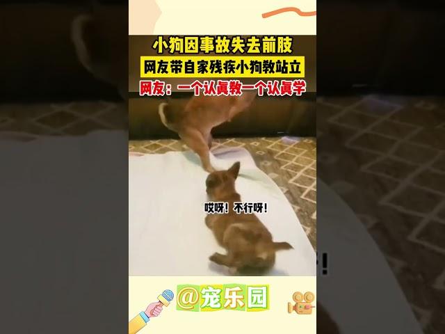 小狗因事故失去前肢 网友带自家残疾小狗教站立 网友：一个认真教一个认真学 #宠乐园 #轻松一刻 #动物