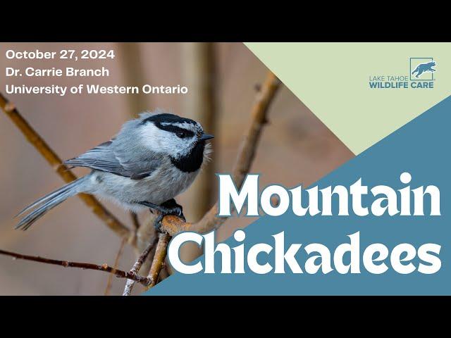 Wild Wonders: Dr. Carrie Branch on Mountain Chickadees & Spatial Cognition | October 27 2024