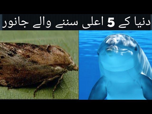 Most Extreme Hearing Animalsانتہائی سننے والے جانور|Shafqat TV