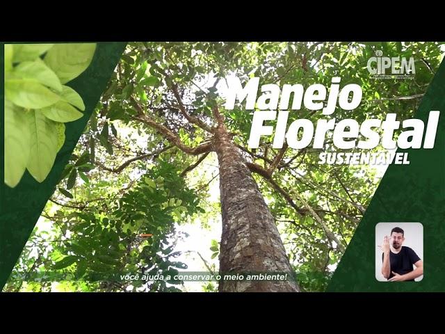 Manter a Floresta em Pé, Projeto de Manejo Sustentavel