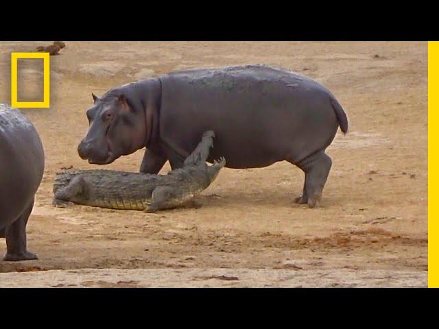 Young Hippo Tries to Play With Crocodile | National Geographic