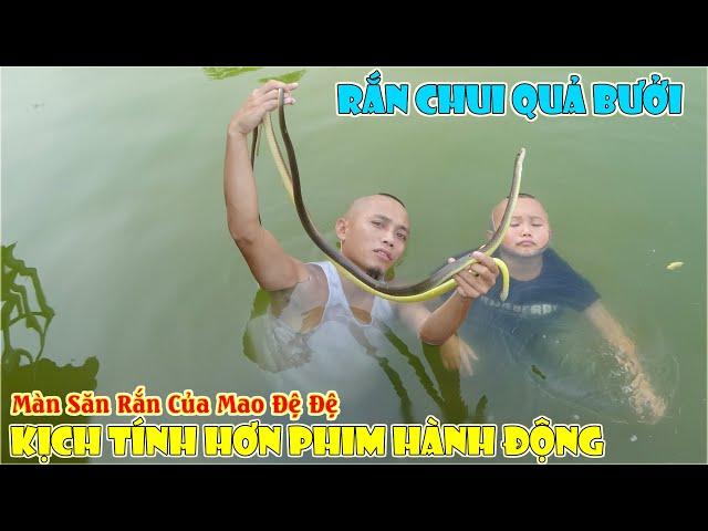 Rắn Chui Quả Bưởi Và Màn Săn Cặp Rắn Của Mao Đệ Đệ Kịch Tính Hơn Phim Hành Động