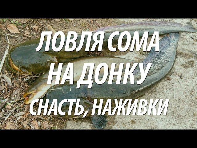 РЫБАЛКА НА ДОНУ ЛЕТОМ. КАК ЛОВИТЬ СОМА ДОНКОЙ НА РЕКЕ