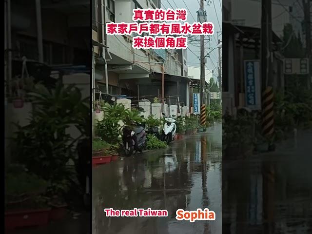 真實的台灣家家戶戶都有風水盆栽來換個角度#Sophia#台灣#台語歌#彤彤紫茵茵#筑芊心#跑車阿筌#街拍#街頭攝影#真實的台灣#風水