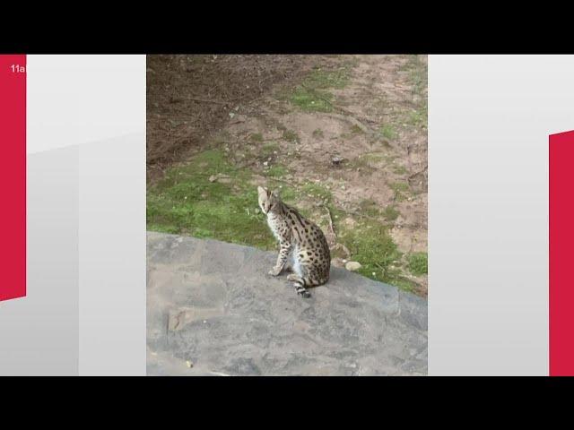 Wild serval cat on the loose in Brookhaven