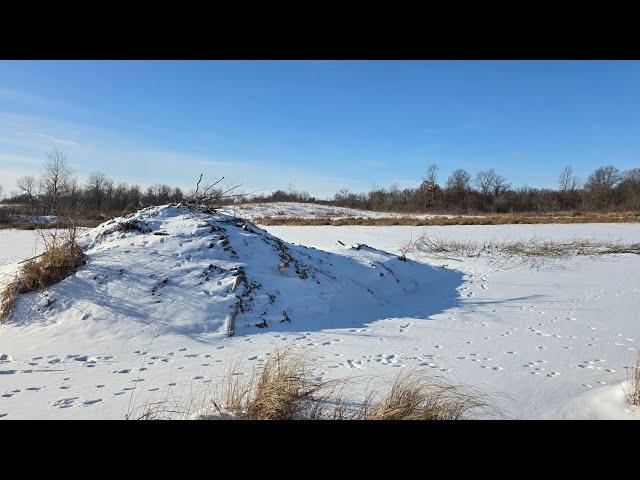 We Drove Right up to this HUGE Beaver Lodge!