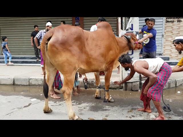 Biggest qurbani cows of GRAMSICO. Dhaka Bangladesh. Qurbani 2018.