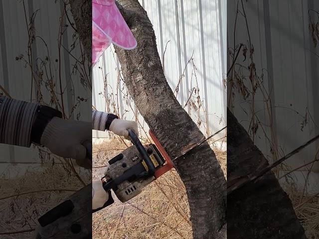 엔진톱으로 나무 베기 #전기톱 #나무 베기 #엔진톱