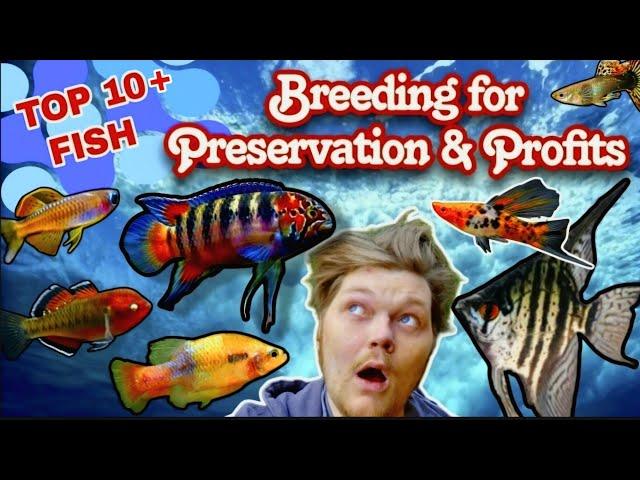 10+ Fish to Improve Your Fishkeeping Skills: Breeding for Profit or Preservation Made Easy!