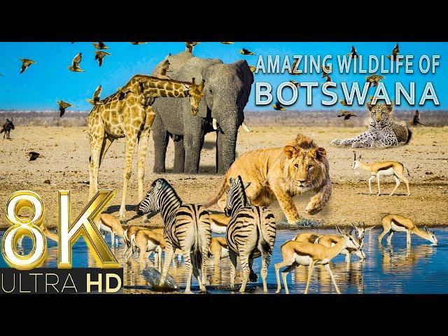 Amazing Wildlife of Botswana in 8K TV HDR 60FPS ULTRA HD | 8K BEAUTIFUL NATURE | RELAXATION MUSIC