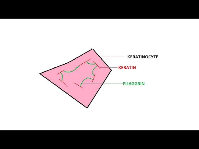 keratinocytes