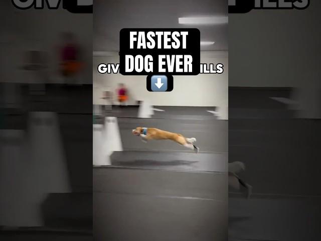 FASTEST DOG EVER #dogs #sports #flyball