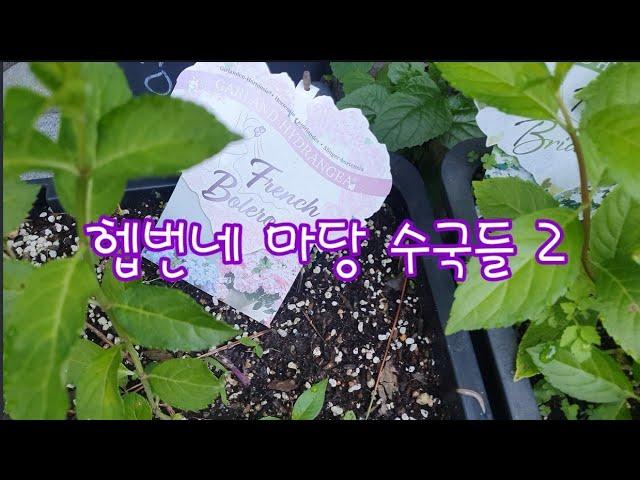  Hepburn's garden  헵번네 집 마당 수국들 ㅡ 2 