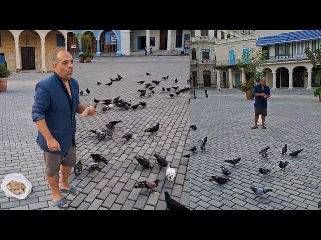 Hasta las palomas del casco histórico de La Habana pasan hambre