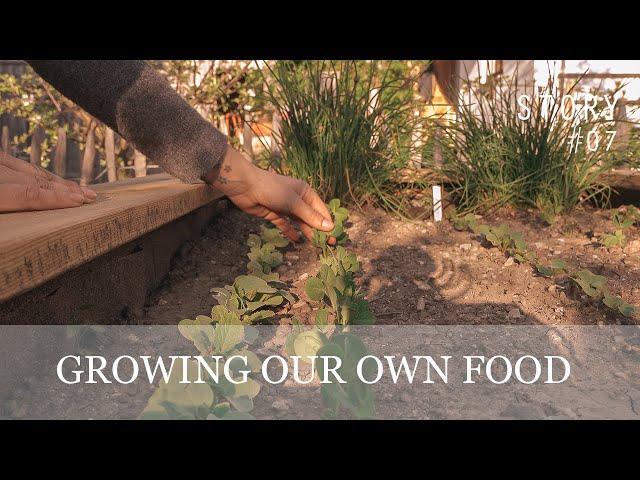 growing our own vegetable - from start to first harvest | epipa storty No. 07 