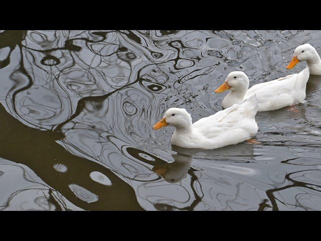 Handheld shot with Nikon Z8 and NIKKOR Z 24-120mm f/4 S lens. Lake of Tirana - Albania