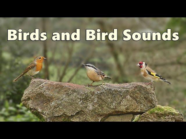 Bird Sounds for Cats Spectacular ⭐ 10 HOURS ⭐ Paul Dinning