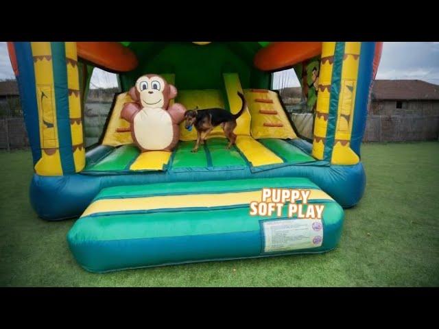 Dog Has Time Of His Life At Soft Play  | PAWSOME PETS