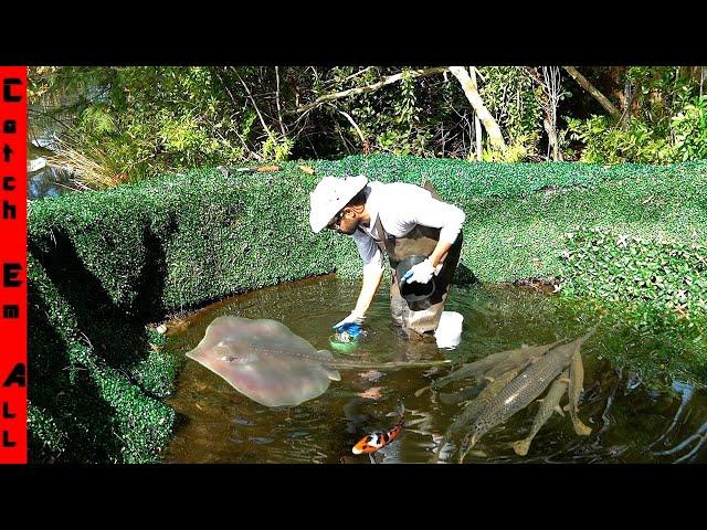 BUILDING My PET STINGRAYS a BACKYARD RISING STREAM in the RIVER!