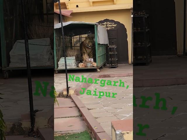 Nahargarh Fort | Jaipur