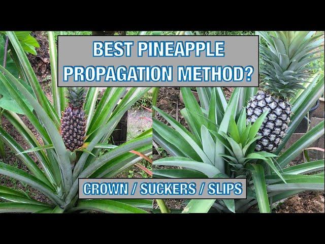 How to Propagate Pineapple Plants? Which Method Works Best?