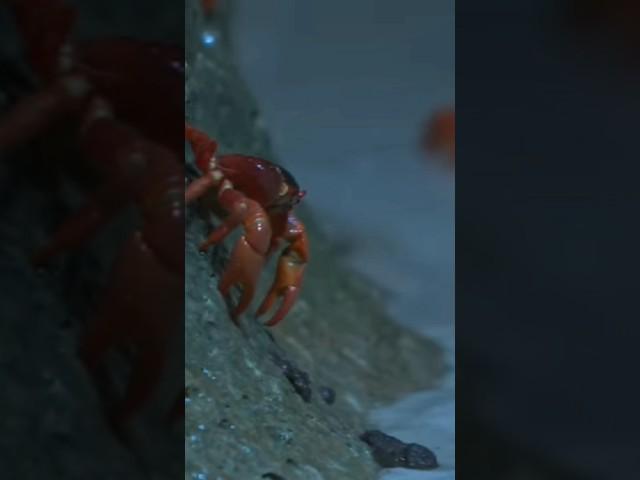 Crabs Laying Eggs in the Ocean | Incredible Video