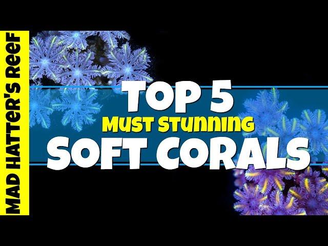 Top 5 Must Stunning Soft Corals