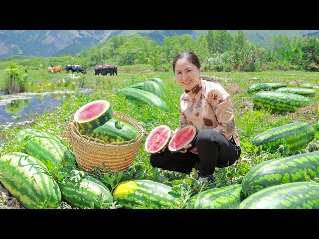 Harvest Big Watermelon and bring them to the market sell, cooking | Emma Daily Life