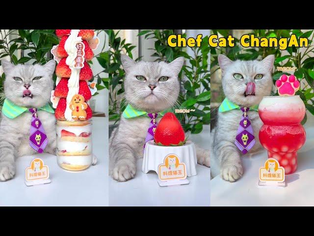 Chef Cat's Super Long Food Collection Makes You Satisfying！ | Cat Cooking Food | Cute And Funny Cat