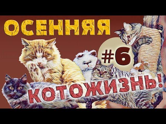 ОСЕННЯЯ КОТОЖИЗНЬ!  6 СЕРИЯ - 27.10 - 1.11.2018